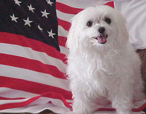 Patriotic Tessa