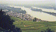 Vinyards above Rudesheim